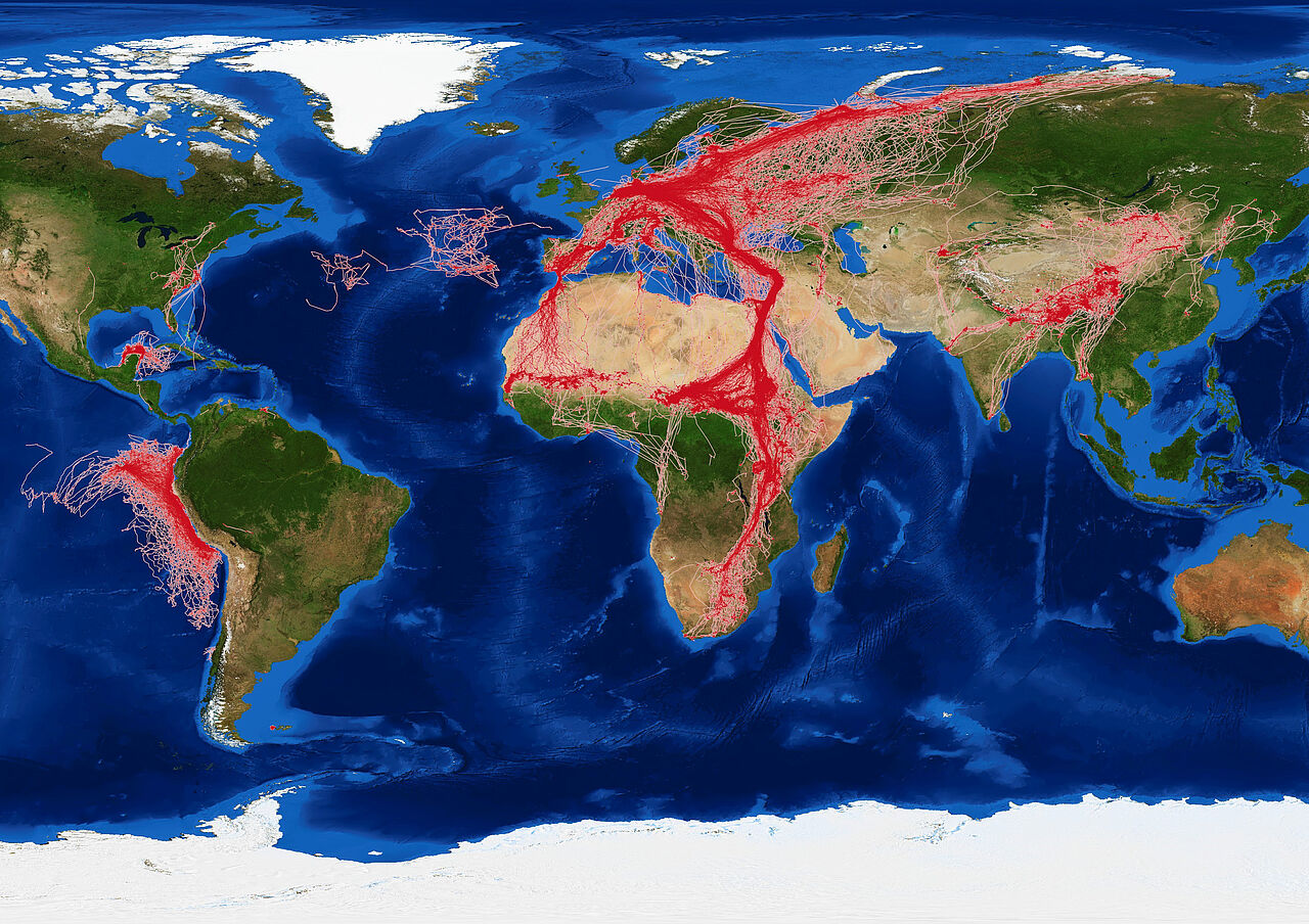 Eine Weltkarte mit rot markierten Wanderungsbewegungen verschiedener Tiere